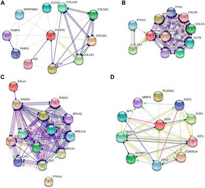 CCN3, POSTN, and PTHLH as potential key regulators of genomic integrity and cellular survival in iPSCs